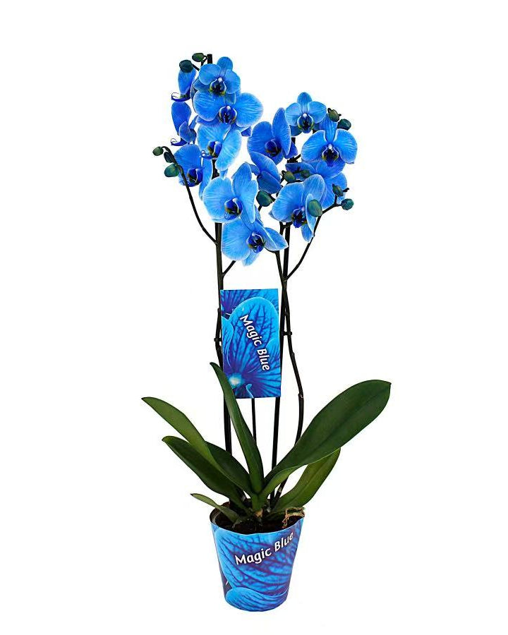 ORQUÍDEA AZUL