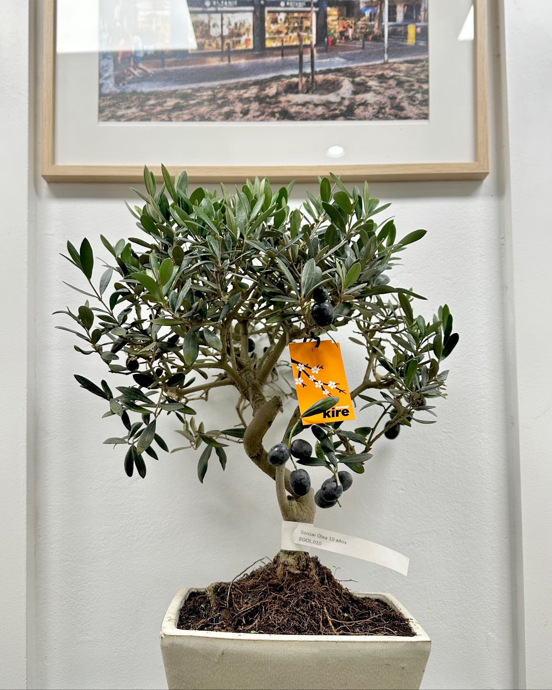 10-YEAR-OLD OLIVE BONSAI – Botànic Flors i Plantes