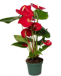 ANTHURIUM ROJO
