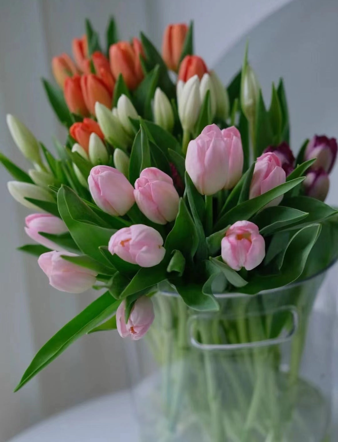20 TALLOS TULIPANES