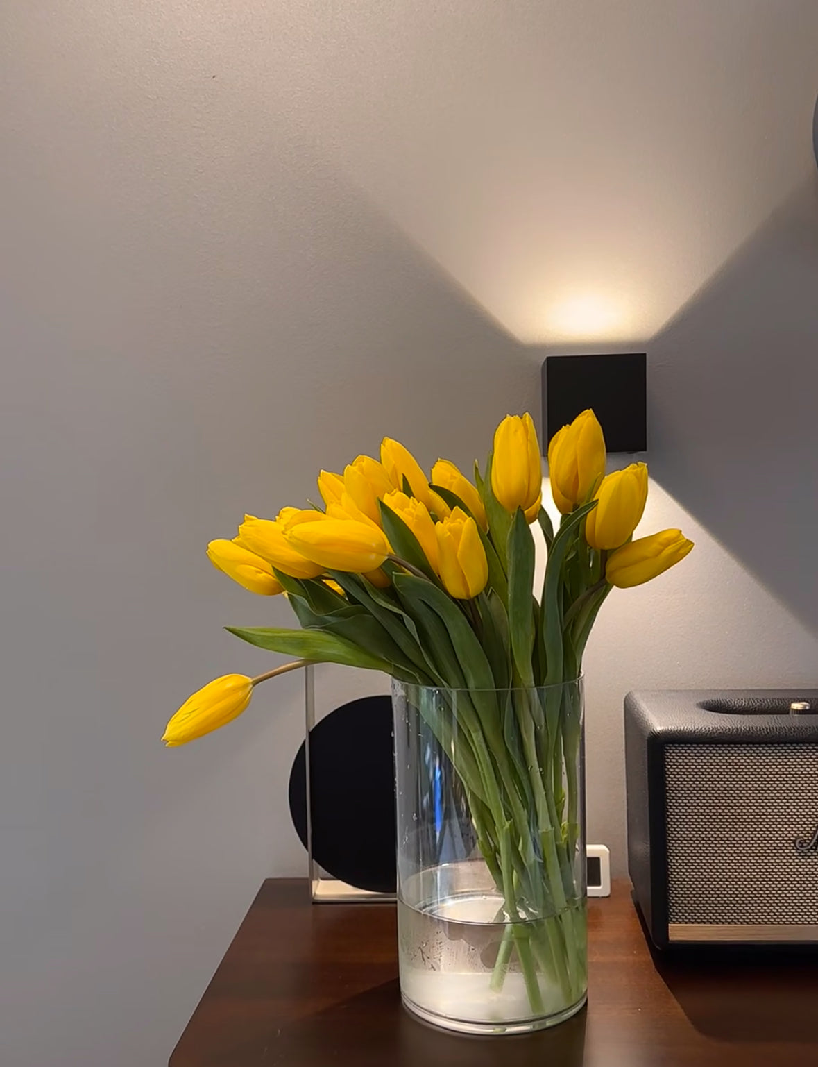 20 TALLOS TULIPANES