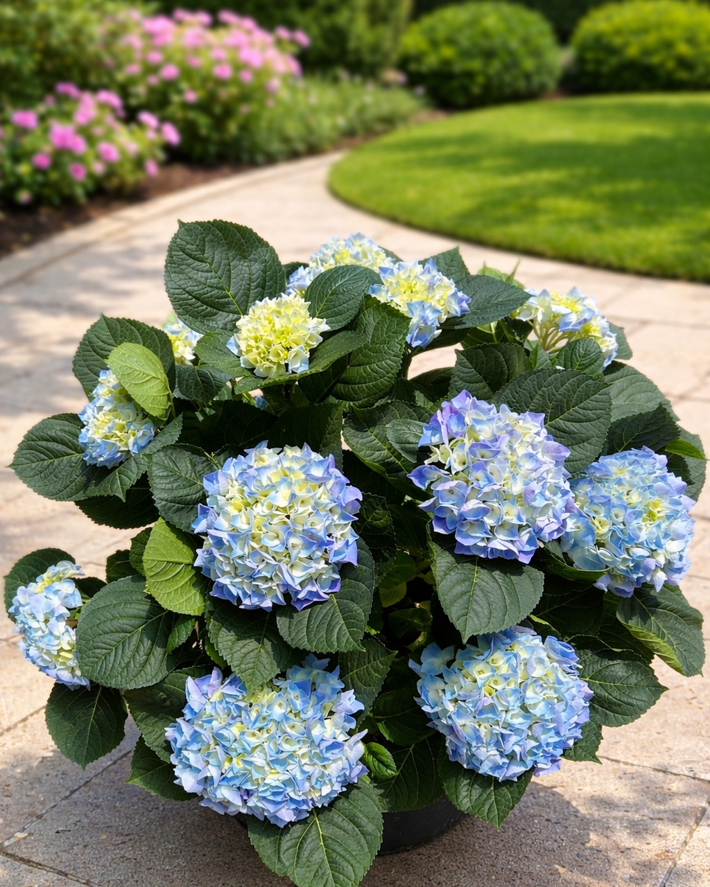 HORTENSIA PLANTA XXL